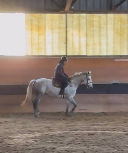 Broodmare Selle Fran&ccedil;ais For sale 2018 Grey