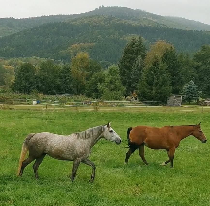 Broodmare Selle Fran&ccedil;ais For sale 2018 Grey