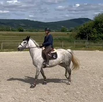 Broodmare Selle Fran&ccedil;ais For sale 2018 Grey