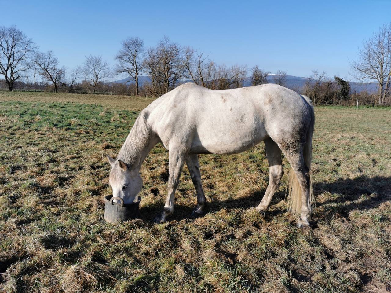 Broodmare Selle Fran&ccedil;ais For sale 2018 Grey
