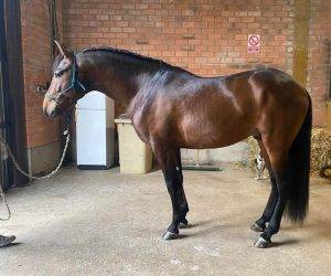 Entire PRE Pure Spanish Bred For sale 2021 Bay