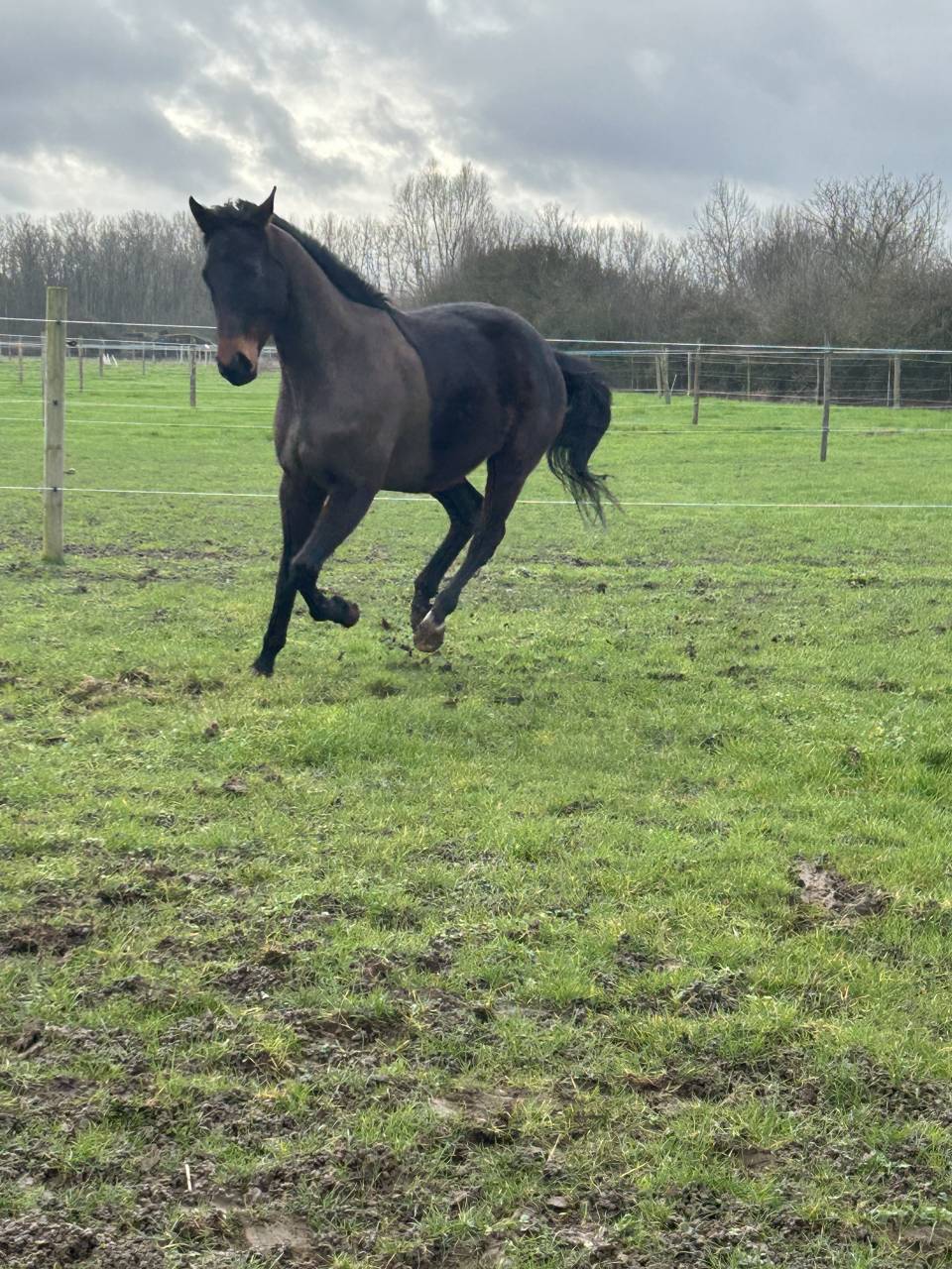 Gelding English Thoroughbred For sale 2022 Dark Bay