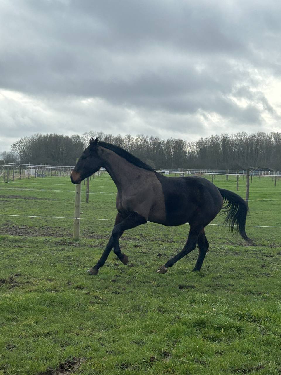 Gelding English Thoroughbred For sale 2022 Dark Bay