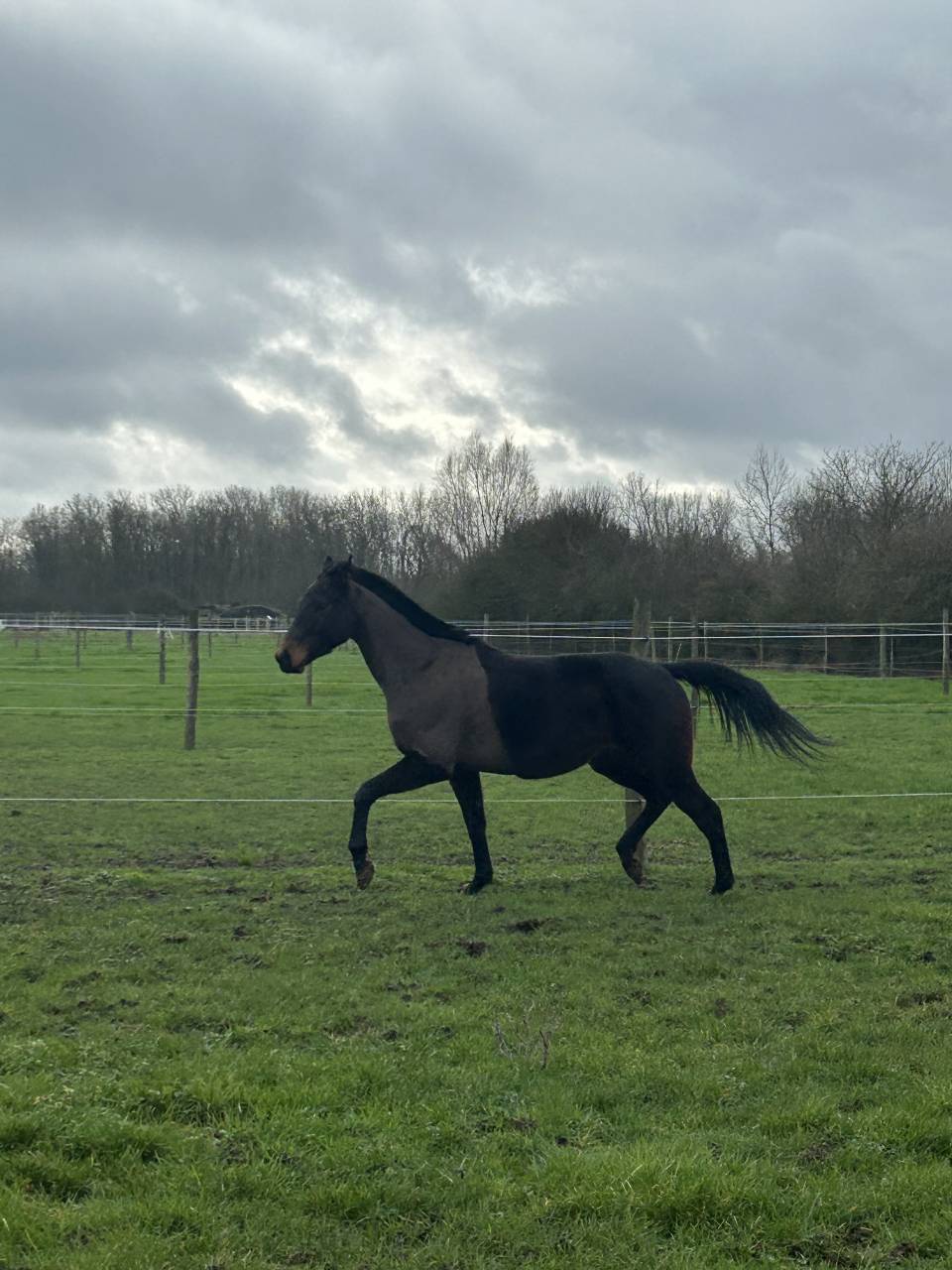 Gelding English Thoroughbred For sale 2022 Dark Bay