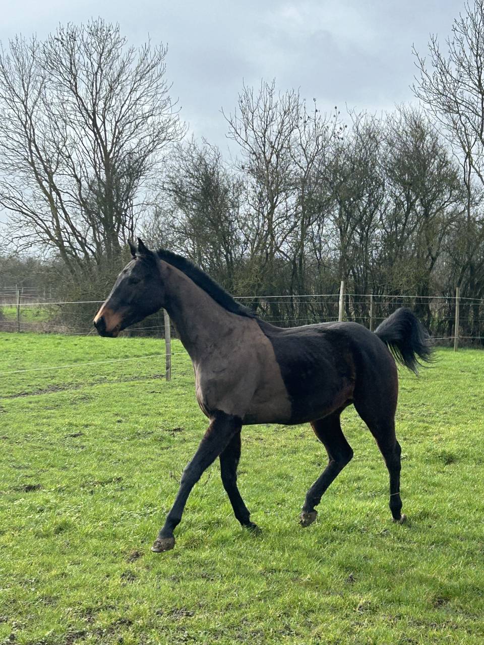 Gelding English Thoroughbred For sale 2022 Dark Bay