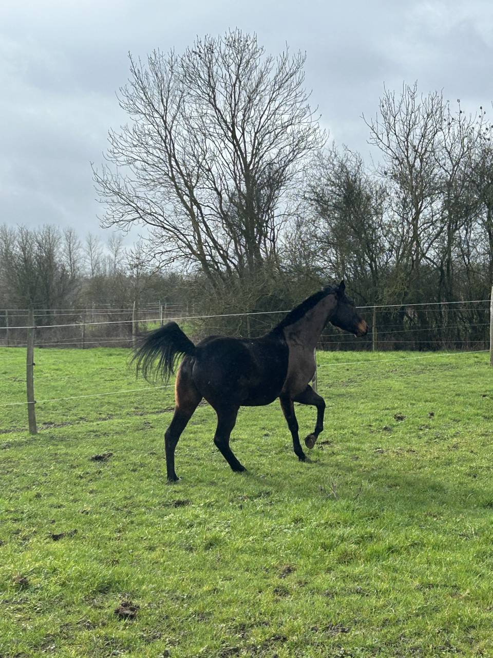 Gelding English Thoroughbred For sale 2022 Dark Bay