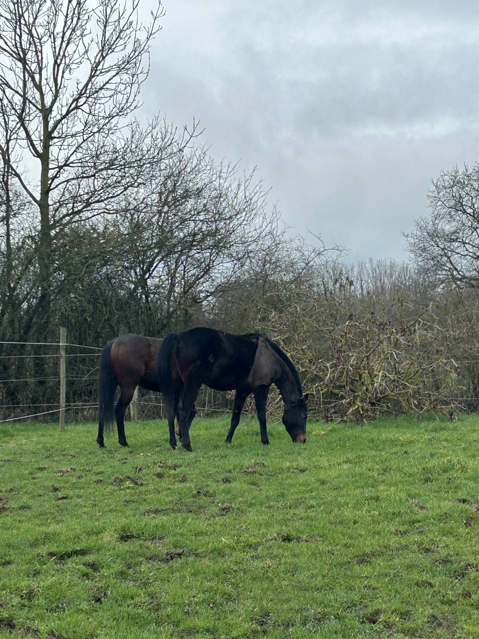 Gelding English Thoroughbred For sale 2022 Dark Bay