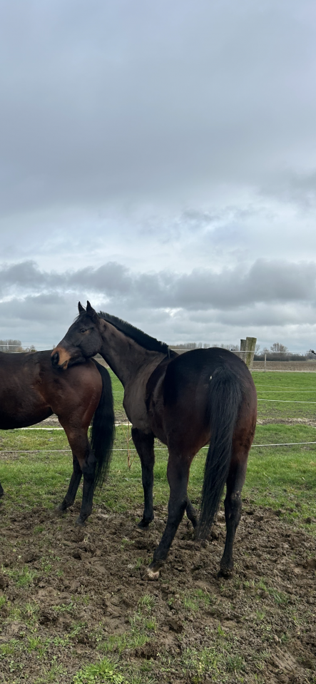 Gelding English Thoroughbred For sale 2022 Dark Bay