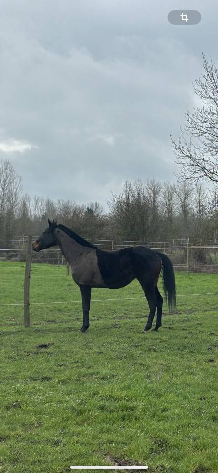 Gelding English Thoroughbred For sale 2022 Dark Bay