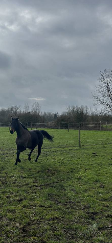 Gelding English Thoroughbred For sale 2022 Dark Bay