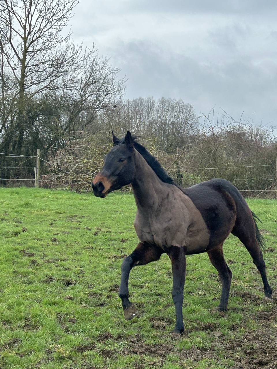 Gelding English Thoroughbred For sale 2022 Dark Bay