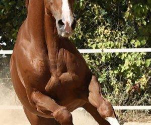 Gelding CDE Caballo Deporte Espanol For sale 2016 Chesnut