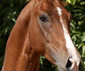 Gelding CDE Caballo Deporte Espanol For sale 2016 Chesnut
