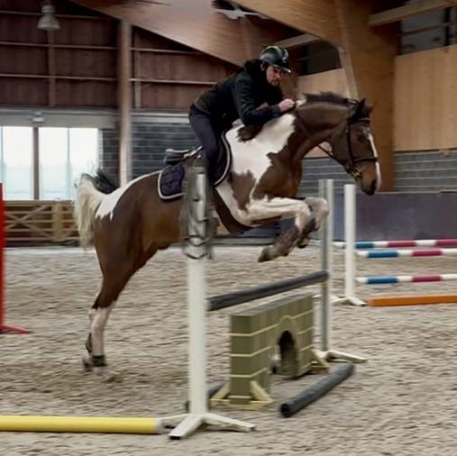 Gelding KWPN Dutch Warmblood For sale 2022 Coloured