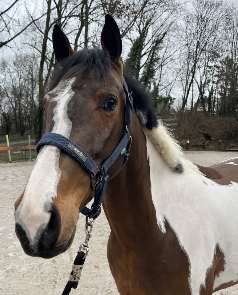 Gelding KWPN Dutch Warmblood For sale 2022 Coloured