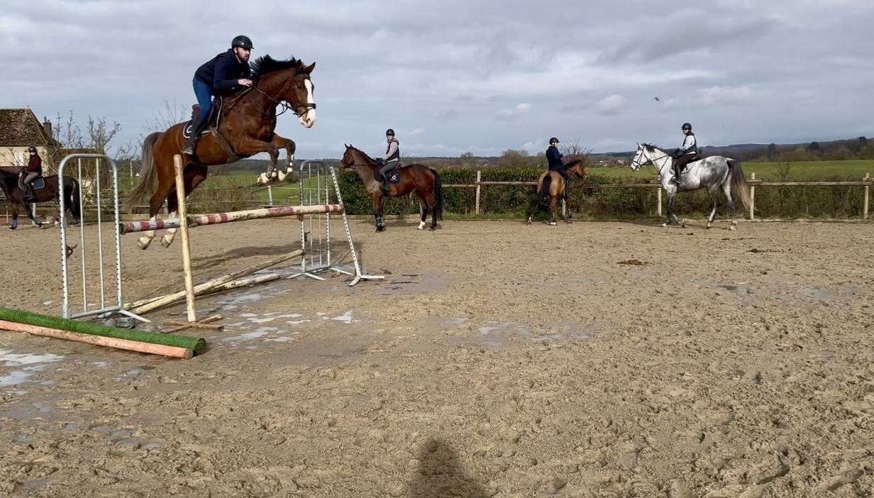 Gelding Saddle Horse For sale 2020 Bay