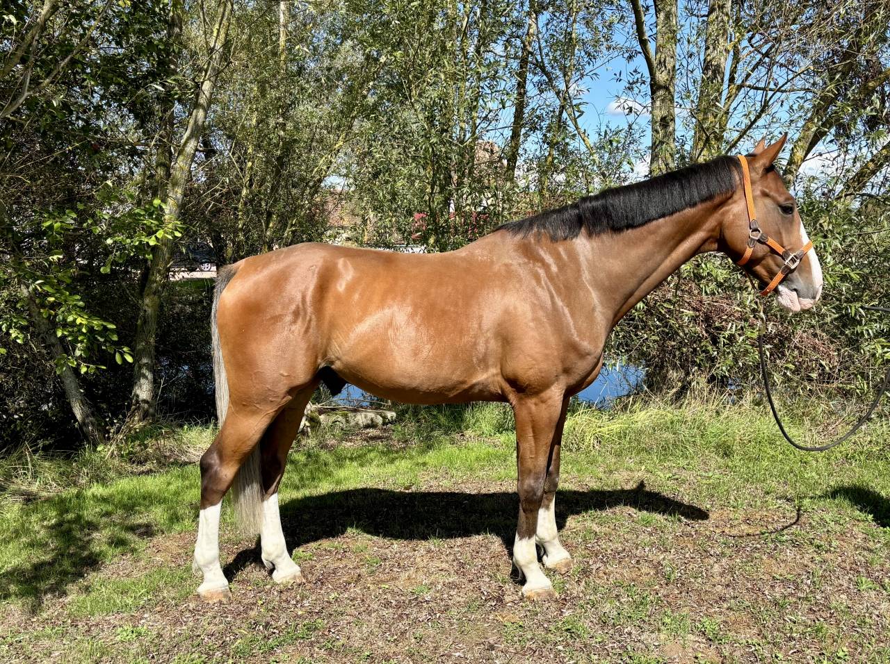 Gelding Saddle Horse For sale 2020 Bay