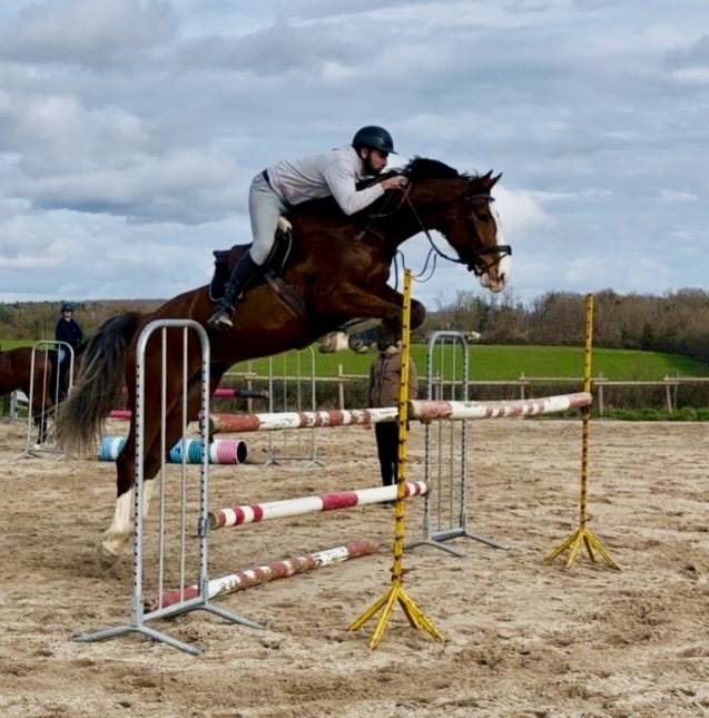 Gelding Saddle Horse For sale 2020 Bay