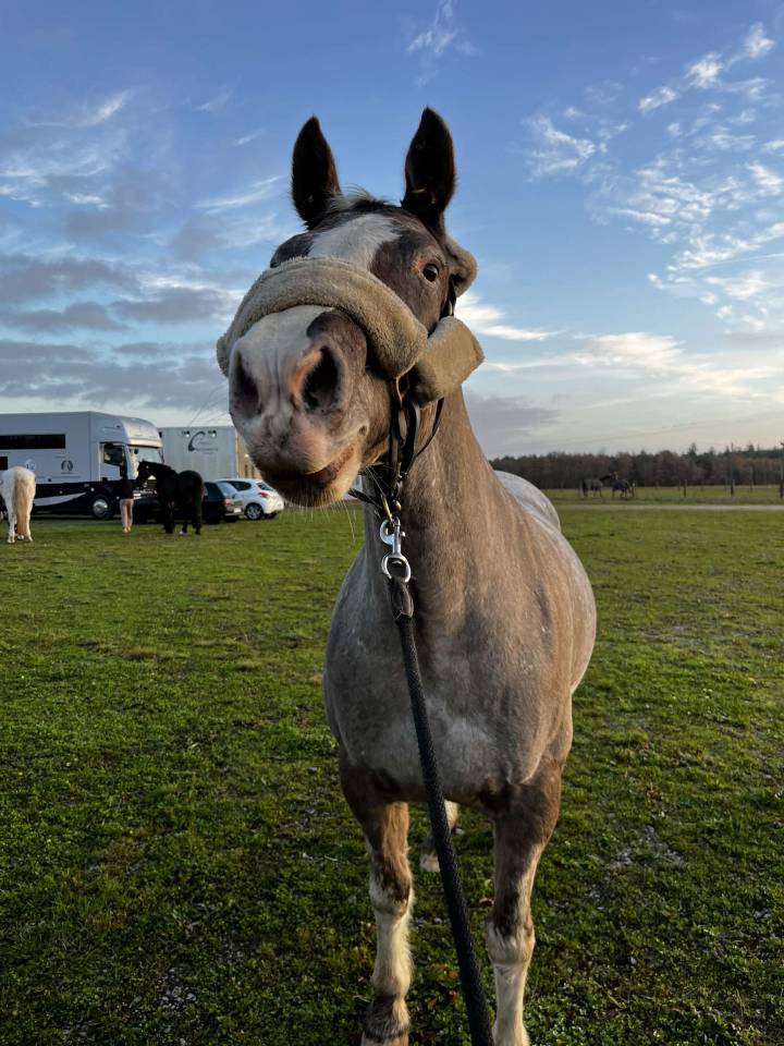 Mare Connemara For sale 2012 Roan