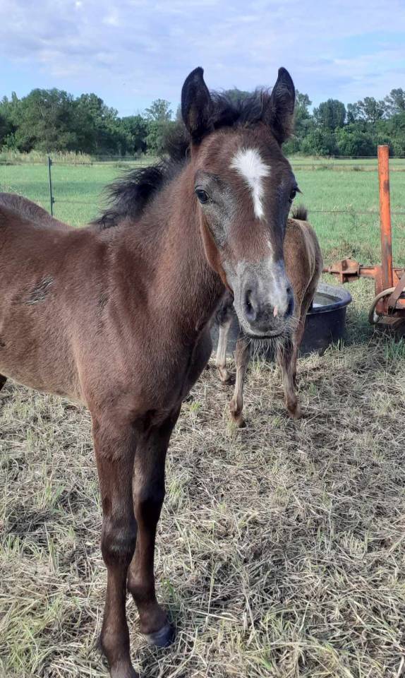 Filly Connemara For sale 2024 Grey