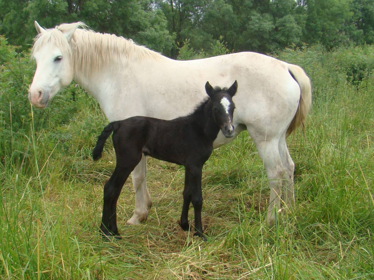 Filly Connemara For sale 2024 Grey