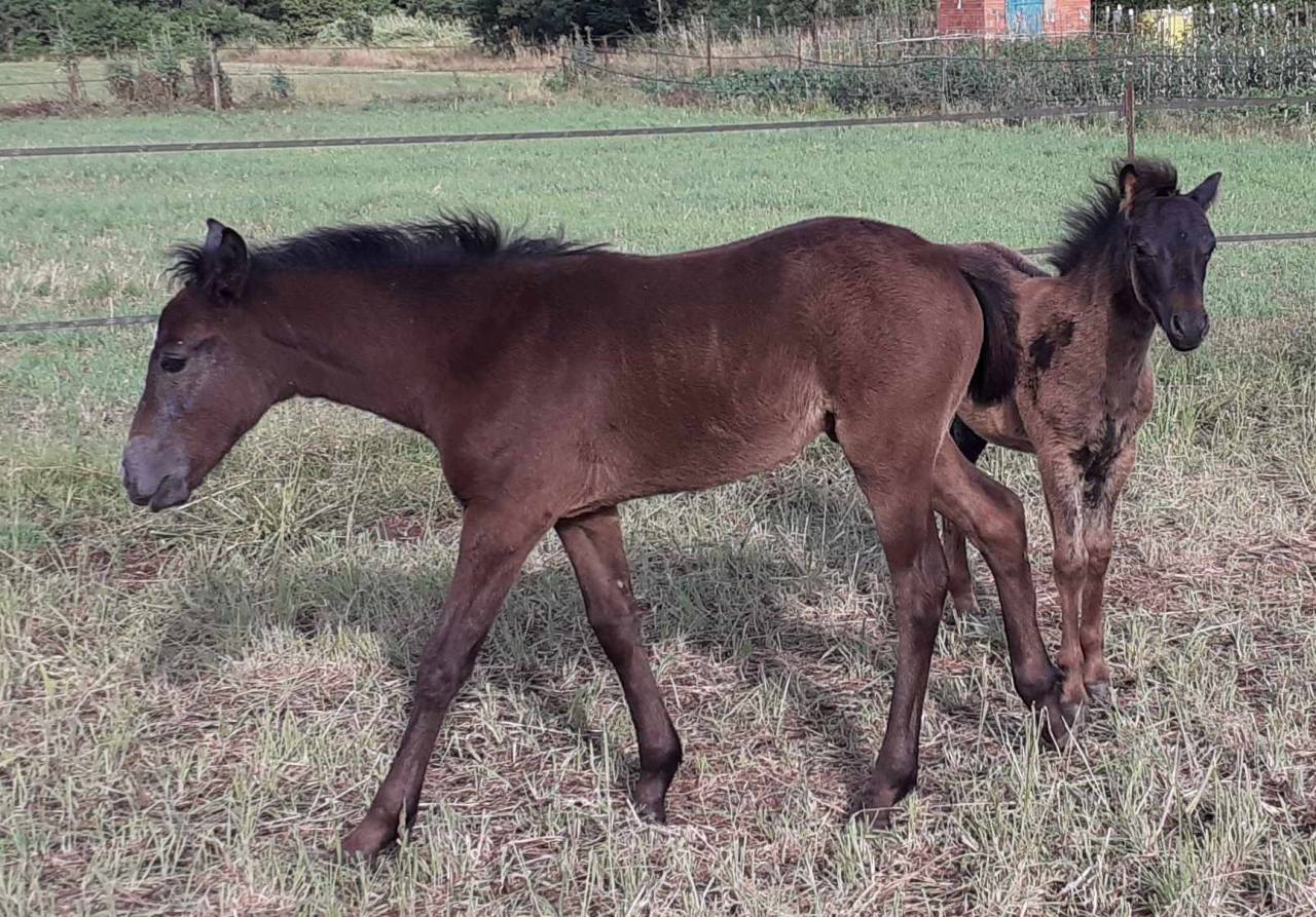 Filly Connemara For sale 2024 Grey
