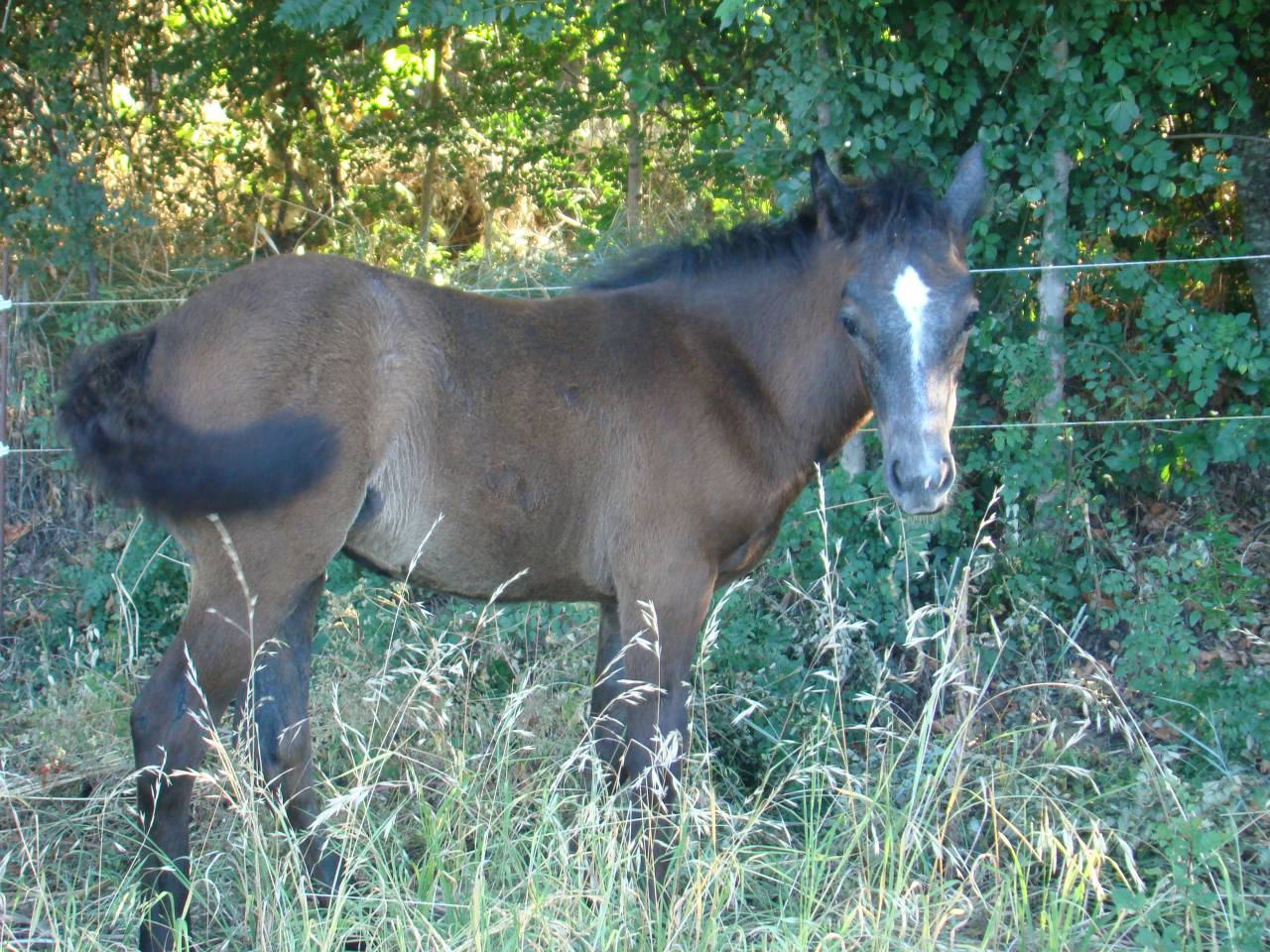 Filly Connemara For sale 2024 Grey