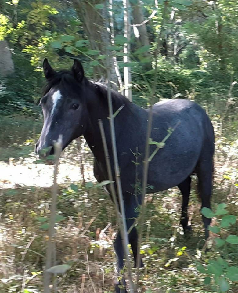 Filly Connemara For sale 2024 Grey