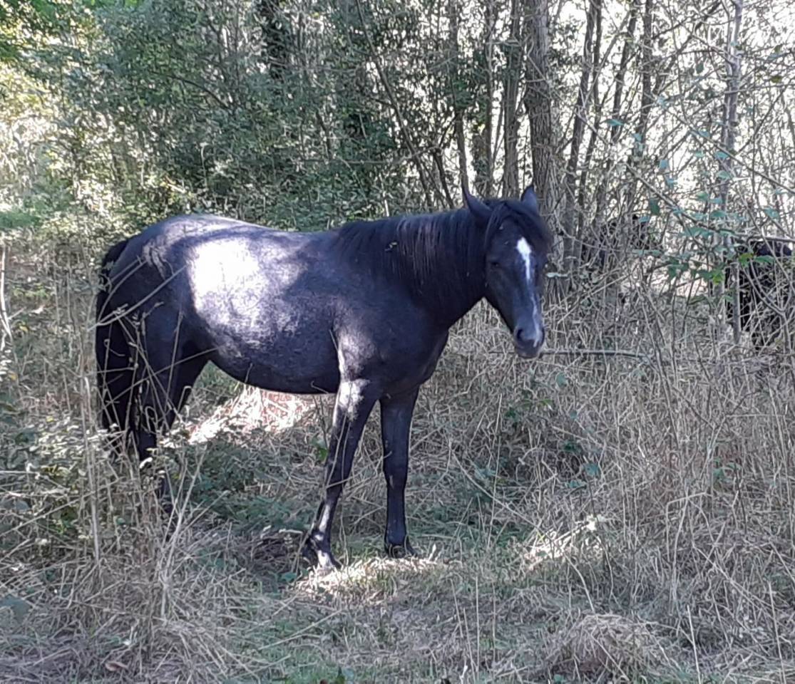 Filly Connemara For sale 2024 Grey