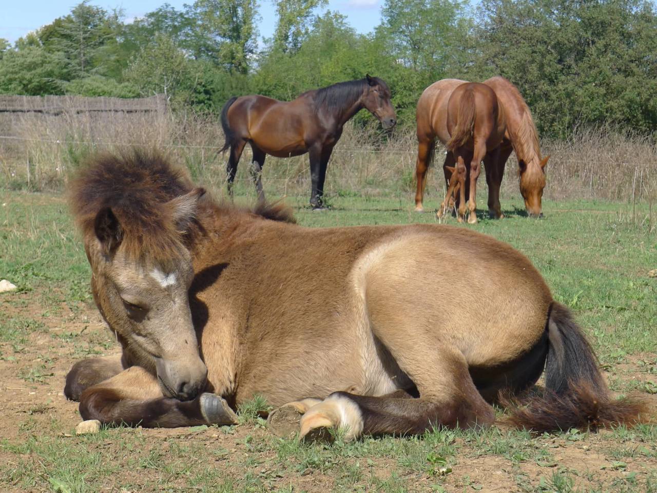 Colt Welsh Part Bred For sale 2025 Buckskin