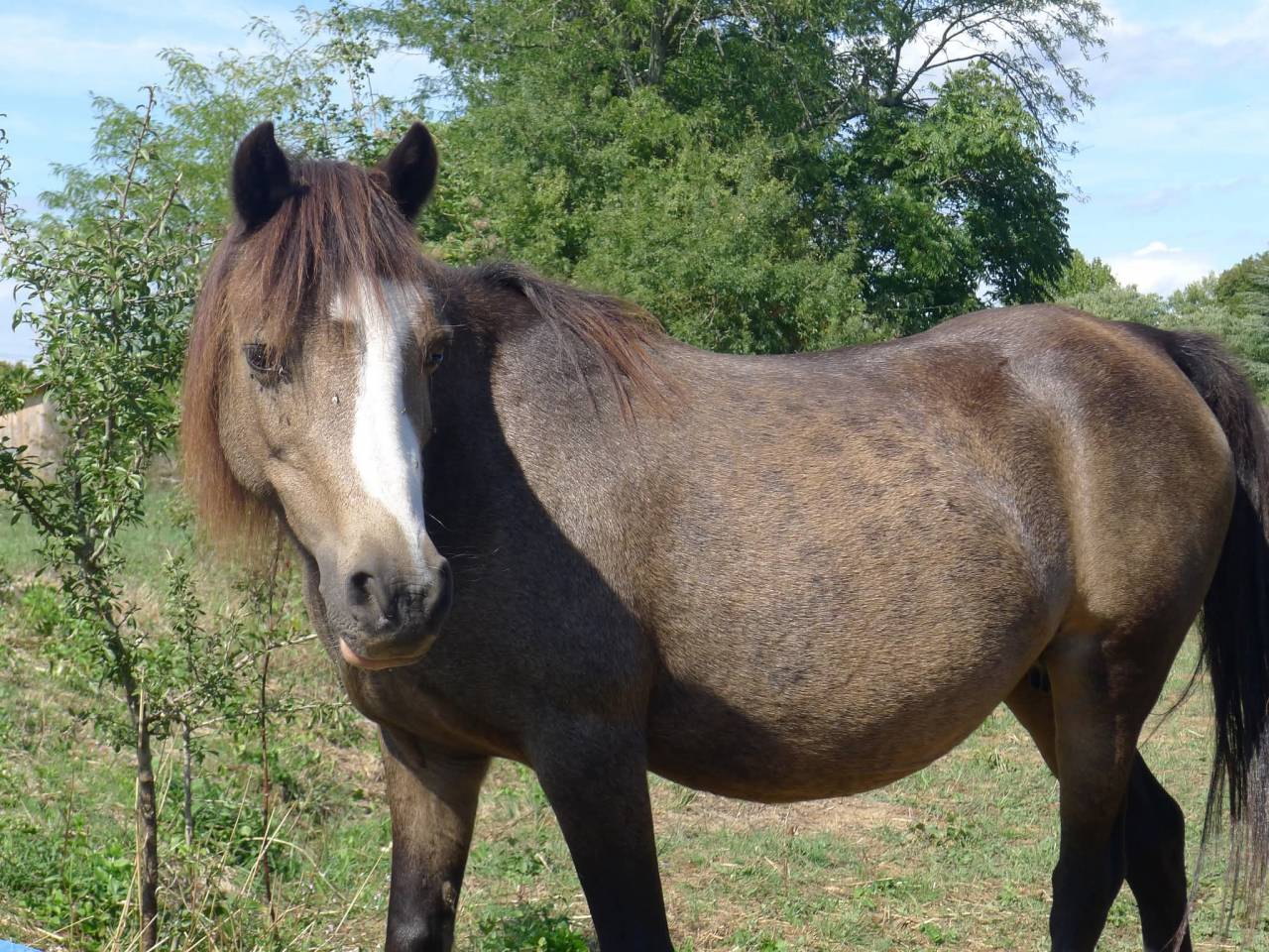 Colt Welsh Part Bred For sale 2025 Buckskin
