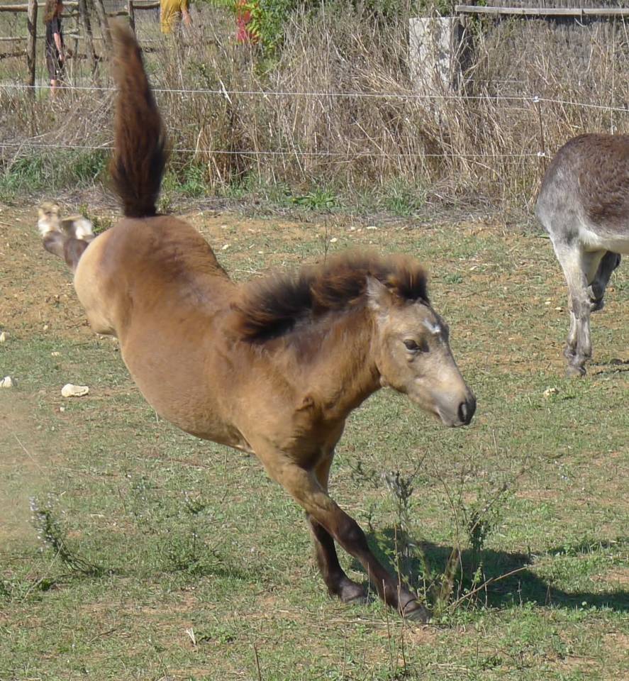 Colt Welsh Part Bred For sale 2025 Buckskin