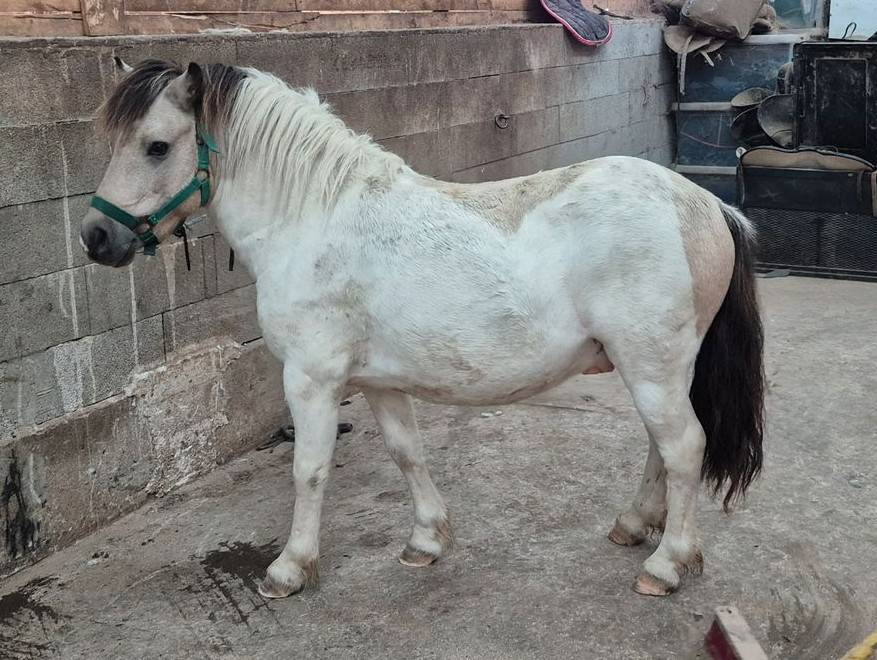 Gelding Shetland Pony For sale 2019 Coloured