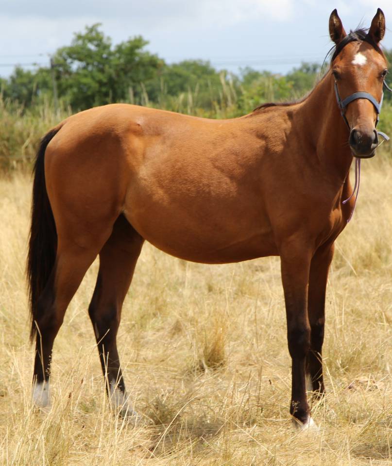 Mare Selle Fran&ccedil;ais For sale 2024 Bay