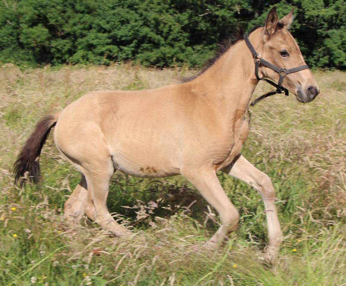 Filly Selle Fran&ccedil;ais For sale 2025 Buckskin