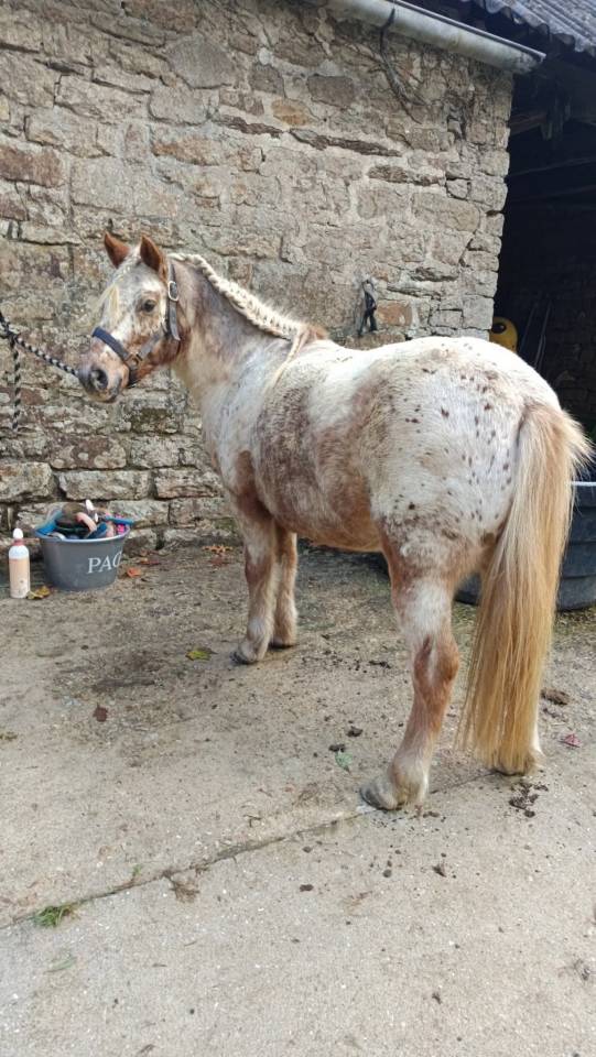 Gelding Shetland Pony For sale 2013 Chesnut