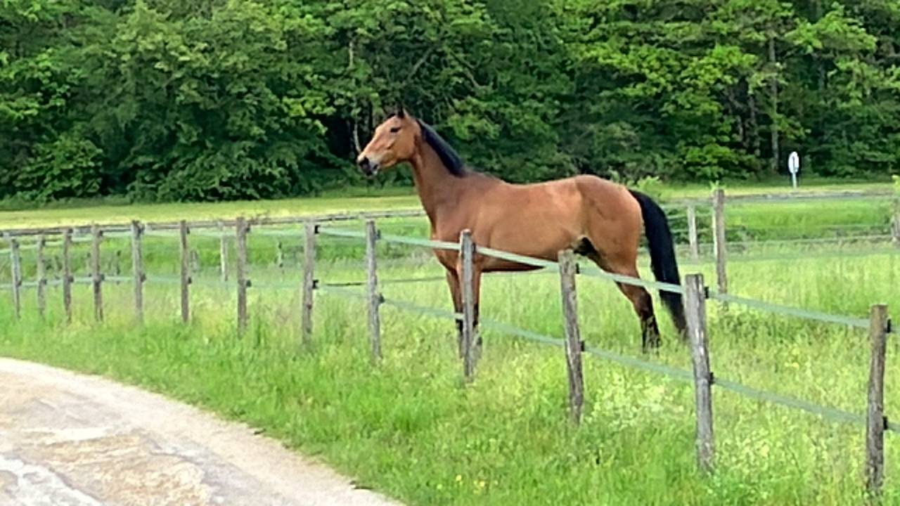 Gelding Selle Fran&ccedil;ais For sale 2020 Bay