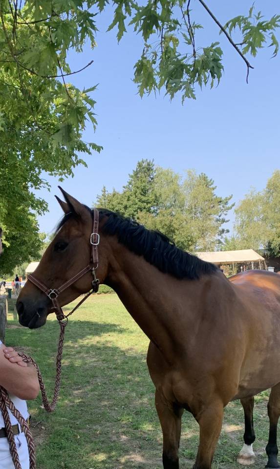 Gelding Selle Fran&ccedil;ais For sale 2020 Bay