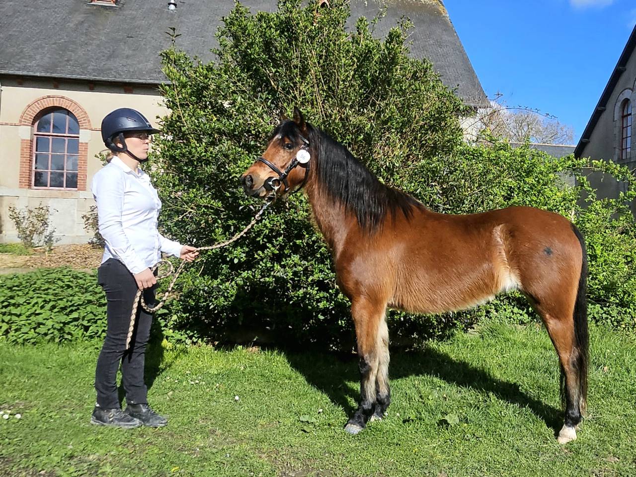Mare Welsh Pony (Section B) For sale 2018 Bay
