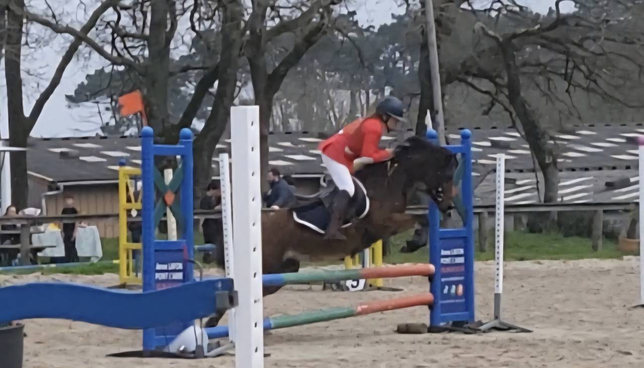 Mare Welsh Pony (Section B) For sale 2018 Bay