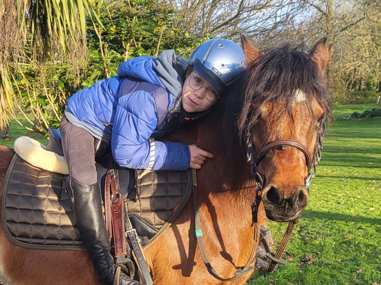 Mare Welsh Pony (Section B) For sale 2018 Bay