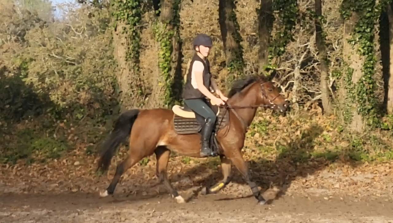 Mare Welsh Pony (Section B) For sale 2018 Bay