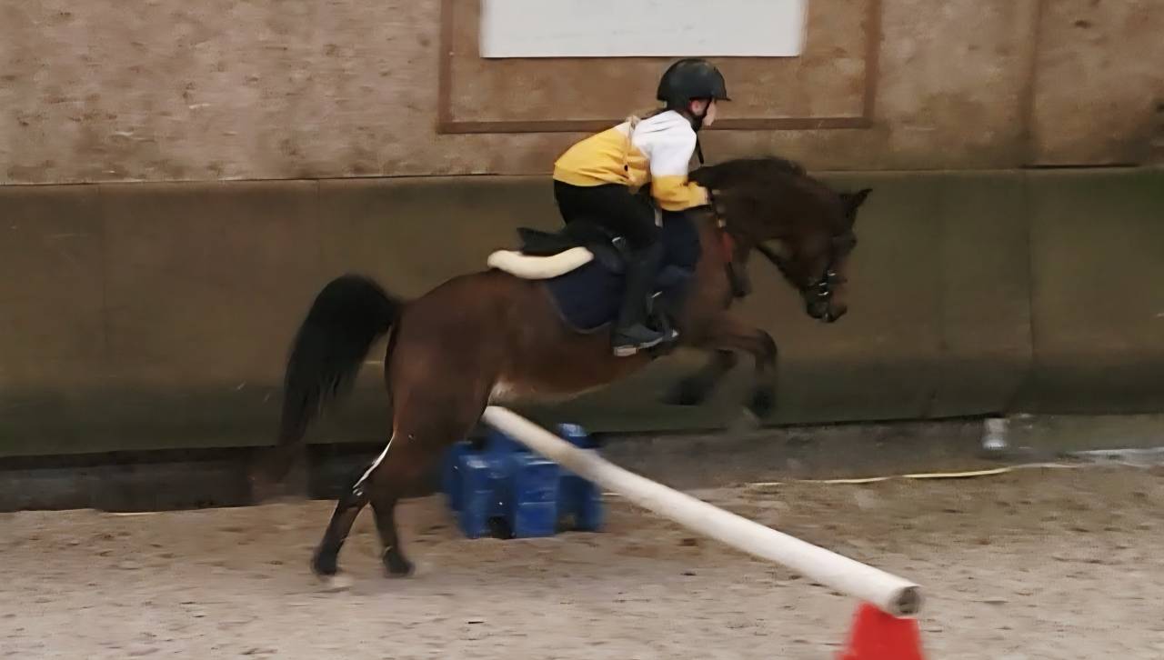 Mare Welsh Pony (Section B) For sale 2018 Bay