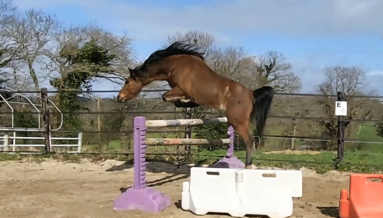 Mare Welsh Pony (Section B) For sale 2018 Bay