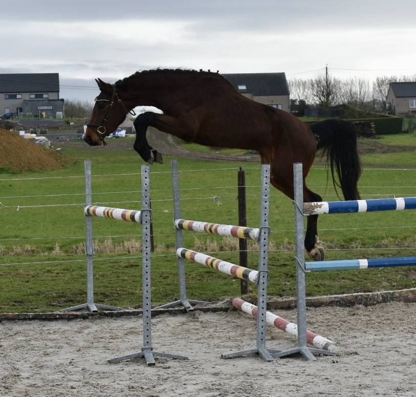 Stallion BWP Belgian Warmblood For sale 2023 Bay
