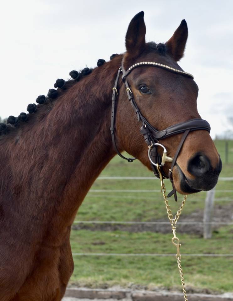 Stallion BWP Belgian Warmblood For sale 2023 Bay