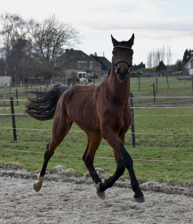 Stallion BWP Belgian Warmblood For sale 2023 Bay