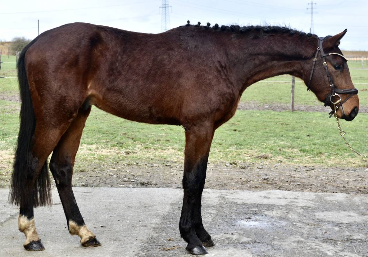 Stallion BWP Belgian Warmblood For sale 2023 Bay