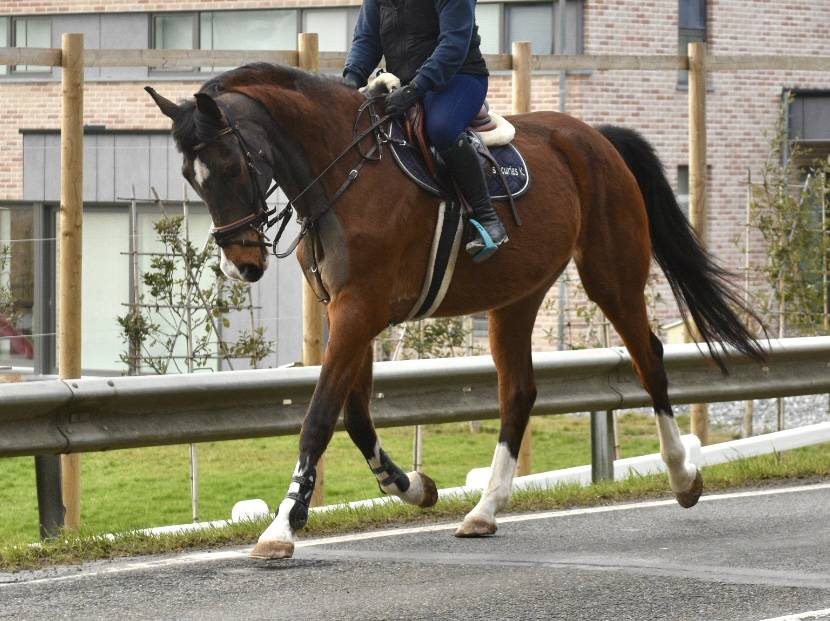 Gelding BWP Belgian Warmblood For sale 2011 Bay