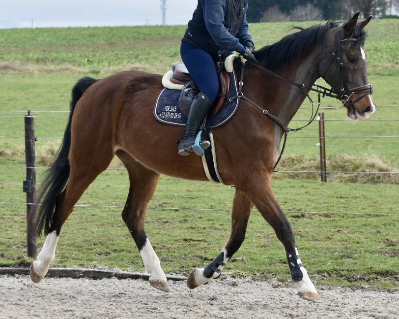 Gelding BWP Belgian Warmblood For sale 2011 Bay